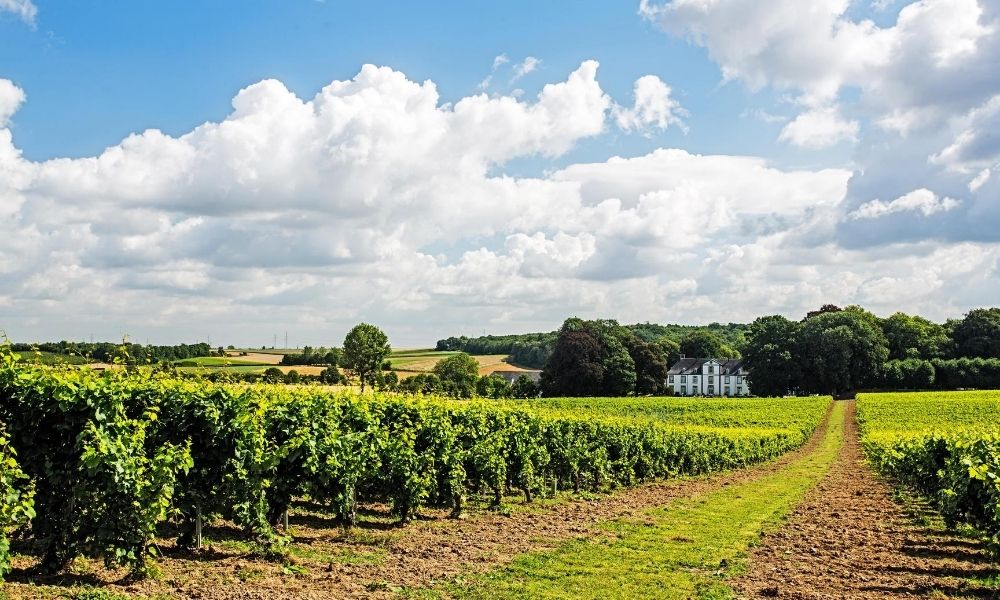 Het wijnkasteel en wijngaarden in Haspengouw